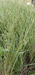 Paspalum urvillei