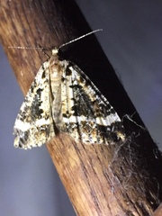 Pseudocoremia leucelaea