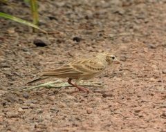 Alaudidae