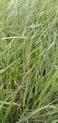 Paspalum urvillei