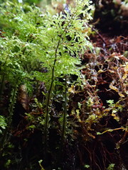 Hymenophyllum flexuosum