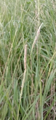 Paspalum urvillei