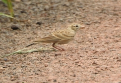 Alaudidae