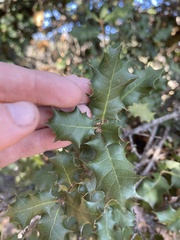 Quercus palmeri