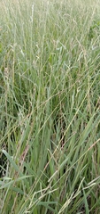 Paspalum urvillei