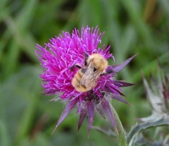 Bombus muscorum