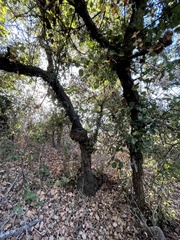 Quercus palmeri