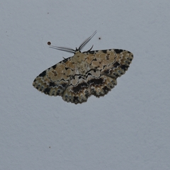 Sandava scitisignata