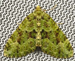 Austrocidaria erasta