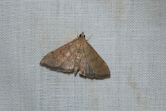 Herpetogramma licarsisalis