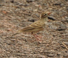 Alaudidae