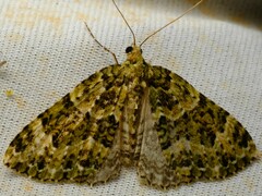 Austrocidaria erasta