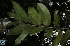 Meiogyne