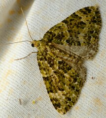 Austrocidaria erasta