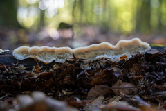 Auricularia mesenterica