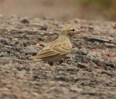 Alaudidae