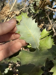 Quercus palmeri