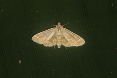 Lamprosema excurvalis
