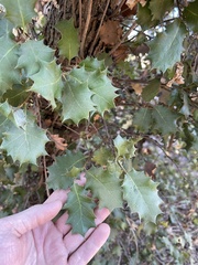 Quercus palmeri