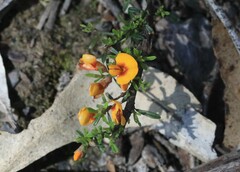 Pultenaea microphylla