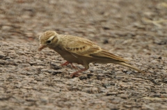 Alaudidae