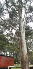 Eucalyptus cypellocarpa
