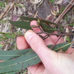 Eucalyptus cypellocarpa