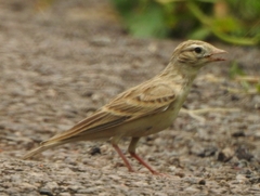 Alaudidae