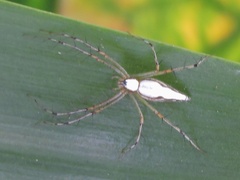 Oxyopes shweta