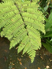 Cyatheaceae