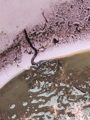 Leptotyphlopidae