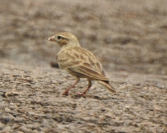 Alaudidae
