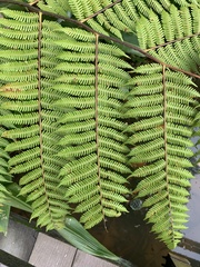 Cyatheaceae