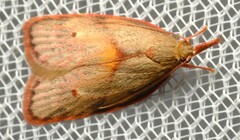 Enchocrates glaucopis