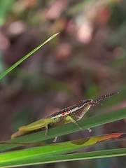 Neorthacris