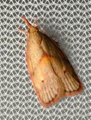 Enchocrates glaucopis