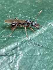 Rhytidoponera aspera