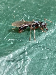 Rhytidoponera aspera