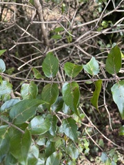 Cephalanthus natalensis