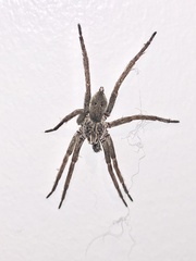 Mituliodon tarantulinus