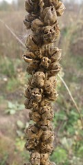 Verbascum densiflorum