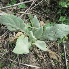 Verbascum densiflorum