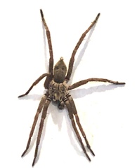 Mituliodon tarantulinus