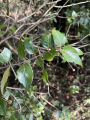 Cephalanthus natalensis