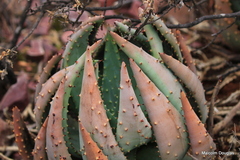 Aloe aculeata