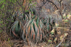 Aloe aculeata