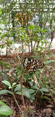 Papilio demoleus