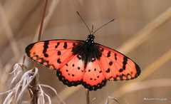 Acraea barberi