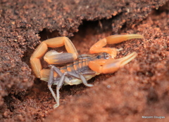 Uroplectes planimanus