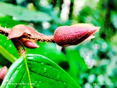 Shorea ovalis ovalis